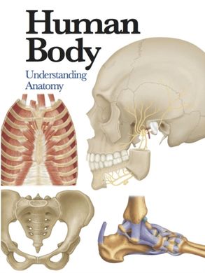 Book cover Human Body. Understanding Anatomy (Mini Encyclopedia) Jane de Burgh, 9781782743774,   €13.77